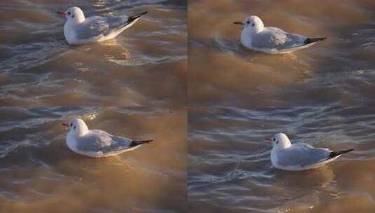 海鸥 鸟 海面 海水 河 水 水面 海边高清在线视频素材下载