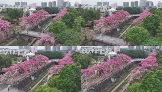 中国广东省广州市从化区华软异木棉高清在线视频素材下载