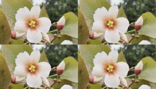 春天白色花朵实拍4K高清视频素材高清在线视频素材下载