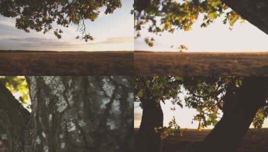 秋天的树叶和日落的唯美景色高清在线视频素材下载