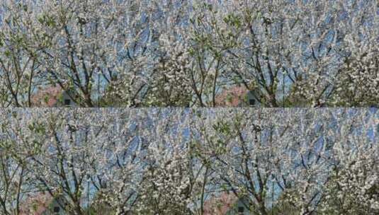 樱花树的视频高清在线视频素材下载