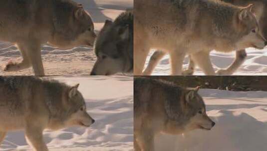 一只狼带着狼群在雪地里徘徊高清在线视频素材下载