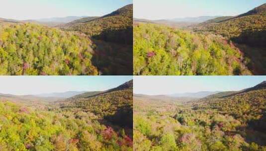美丽的彩色森林航拍高清在线视频素材下载