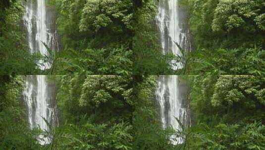 夏威夷茂密的雨林高清在线视频素材下载