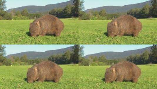 袋熊在草地上吃草高清在线视频素材下载