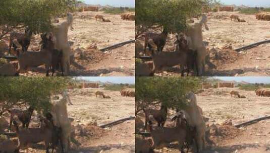 羊群在沙漠中啃食树叶高清在线视频素材下载