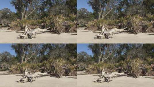 沙滩上边的树木高清在线视频素材下载