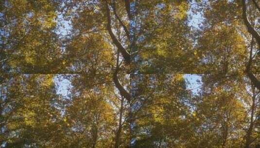 实拍 蓝天 树枝 树叶 枫叶高清在线视频素材下载