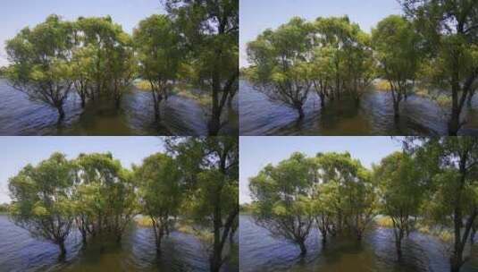 实拍 湖面 树林 植物 自然风光 洞庭湖高清在线视频素材下载