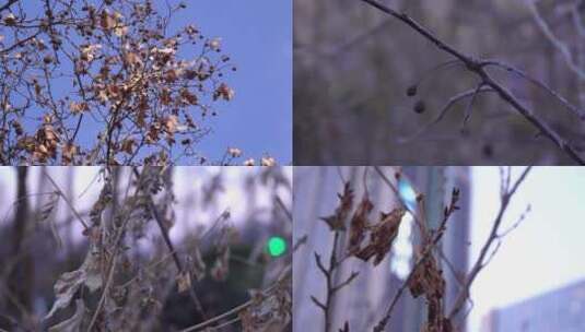 冬季枯树叶高清在线视频素材下载