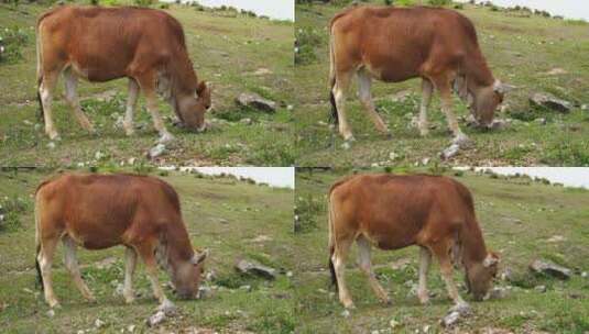放养黄牛 牛群高清在线视频素材下载
