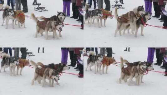 雪地里的哈士奇雪橇狗高清在线视频素材下载