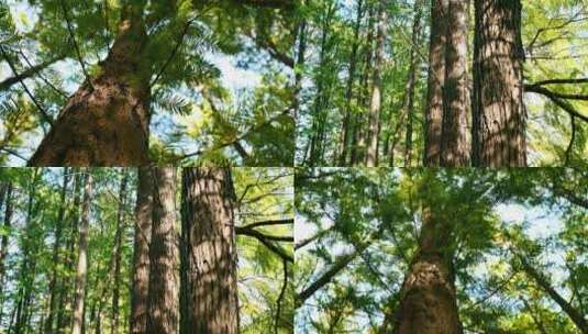 自然风光绿色森林杉树植物高清在线视频素材下载
