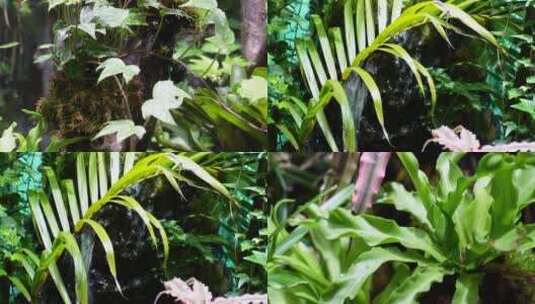 【镜头合集】热带植物叶子爬山虎蕨类高清在线视频素材下载