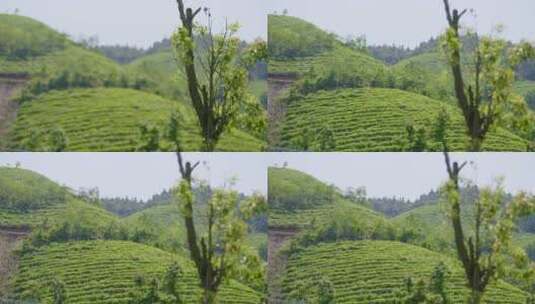 大风吹茶叶 南方茶场 茶山 茶叶 绿茶高清在线视频素材下载