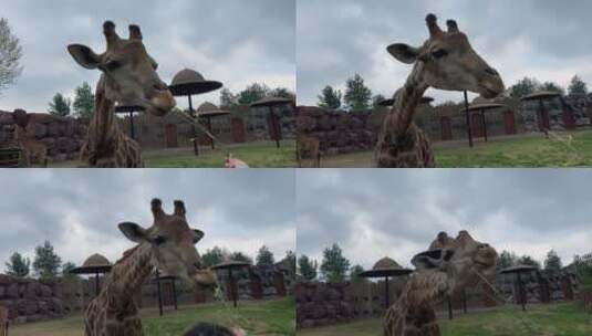 济南动物园长颈鹿高清在线视频素材下载