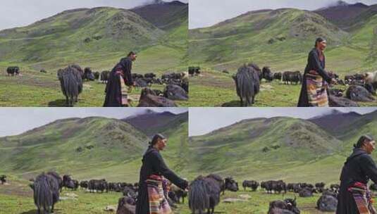 萨普神山脚下牧民高清在线视频素材下载
