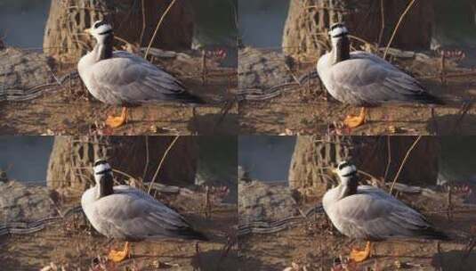 斑头雁鸭子在河边休息高清在线视频素材下载
