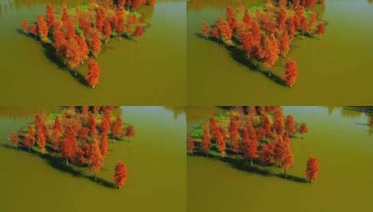 秋天的红色水杉林高清在线视频素材下载