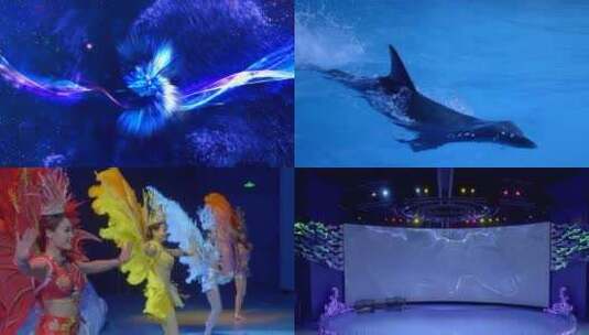 重庆融创海世界海豚剧场海豚海狮秀高清在线视频素材下载