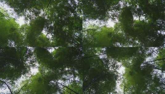 生态竹林竹海高清在线视频素材下载