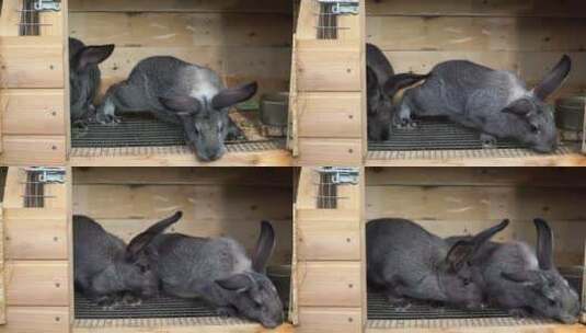 一对灰色兔子在农场的开放式木笼里高清在线视频素材下载