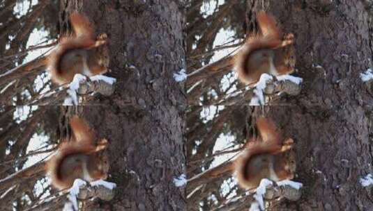 在树上吃东西的红松鼠高清在线视频素材下载