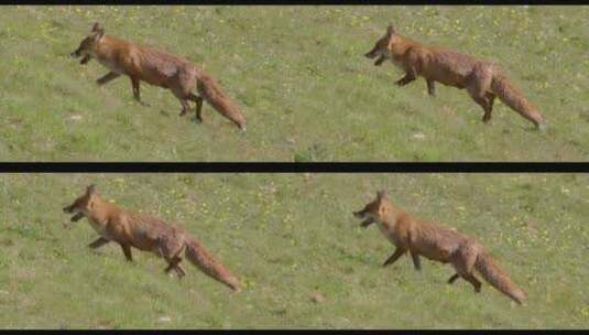 在野外行走的红狐高清在线视频素材下载