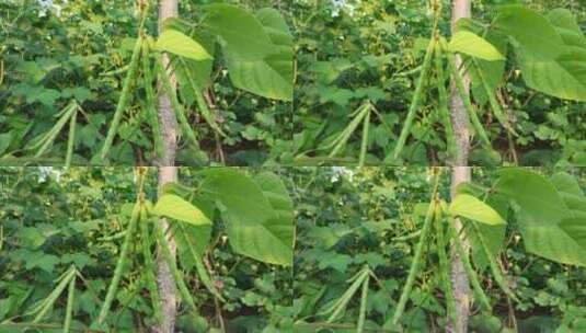 未成熟绿豆植物高清在线视频素材下载
