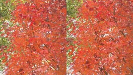 秋天里的红色枫叶树叶秋高气爽高清在线视频素材下载