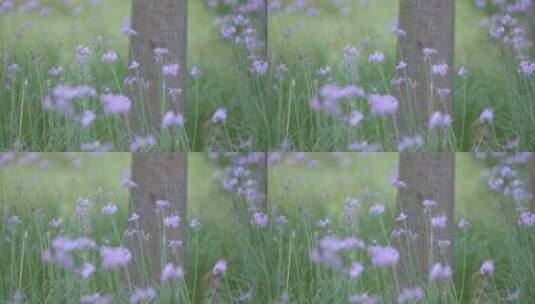 紫娇花洋韭菜花唯美春天公园花草树木高清在线视频素材下载