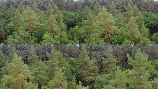 夏天森林里的松树高清在线视频素材下载