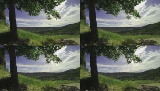 草地上的一棵大树延时视频高清在线视频素材下载