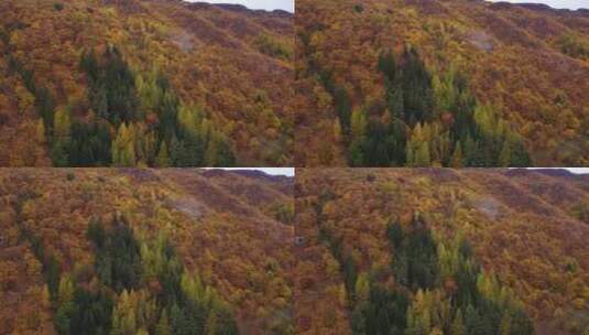 秋季森林鸟瞰高清在线视频素材下载