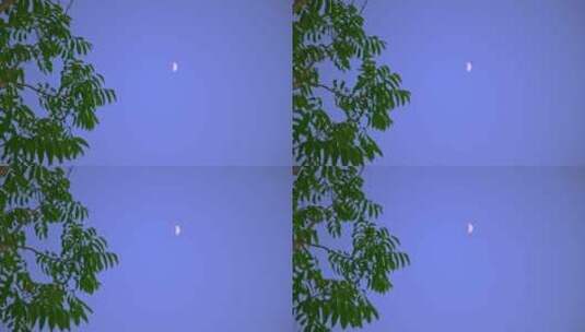 8K实拍月亮升起意境唯美树叶飘动高清在线视频素材下载