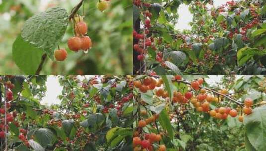 水晶樱桃种植高清在线视频素材下载