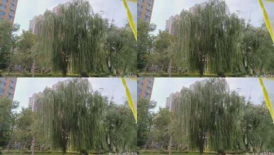道路旁的柳树高清在线视频素材下载