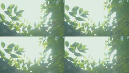 夏天阳光树叶唯美空镜头意境植物高清在线视频素材下载
