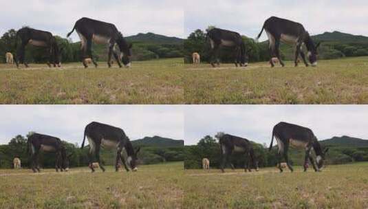 实拍1080P120P骡子风光山水草原河视频素材高清在线视频素材下载