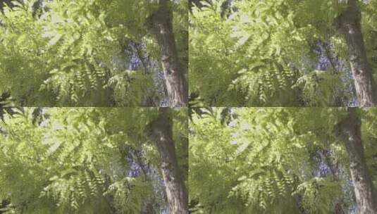 大树空镜高清在线视频素材下载