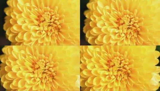 黄色菊花的特写高清在线视频素材下载