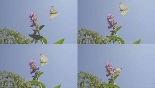 蝴蝶飞落在紫色花朵上高清在线视频素材下载