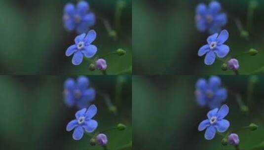 蓝色小花的特写高清在线视频素材下载