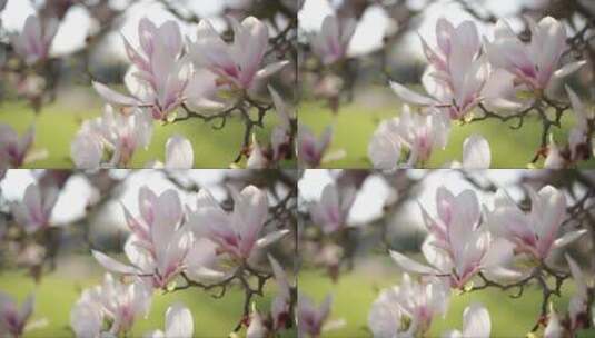 美丽的木兰花高清在线视频素材下载