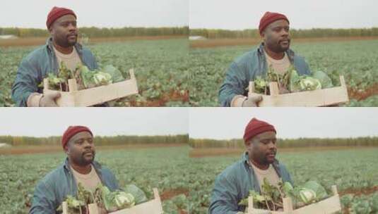农夫抱着一箱蔬菜在农田行走高清在线视频素材下载