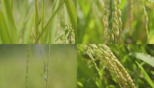水稻田- 大米素材高清在线视频素材下载