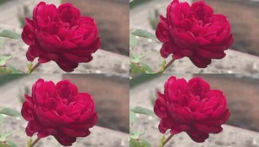 秋日胭脂花朵高清在线视频素材下载