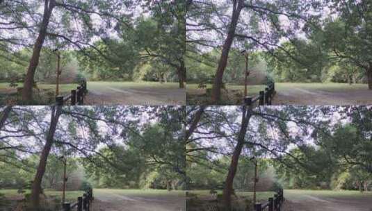 公园茂盛树木高清在线视频素材下载