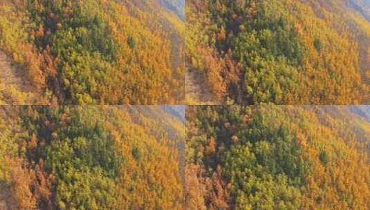 海东市 乐都区 北山林场 秋景 航拍高清在线视频素材下载