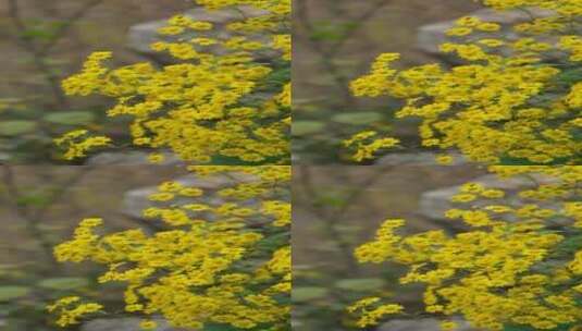 秋天在风中盛开的小菊花从高清在线视频素材下载